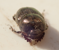 Onthophagus quadrimaculatus