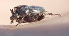 Onthophagus quadrimaculatus