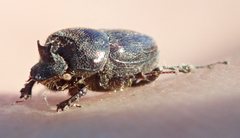 Onthophagus quadrimaculatus