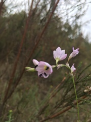 Ixia orientalis