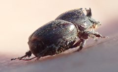 Onthophagus quadrimaculatus