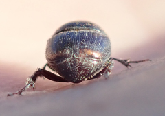 Onthophagus quadrimaculatus