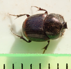 Onthophagus quadrimaculatus