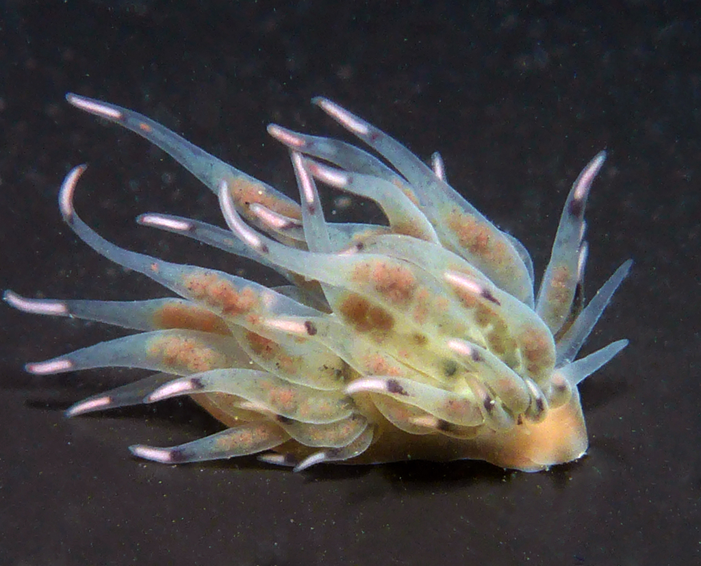Cumanotus