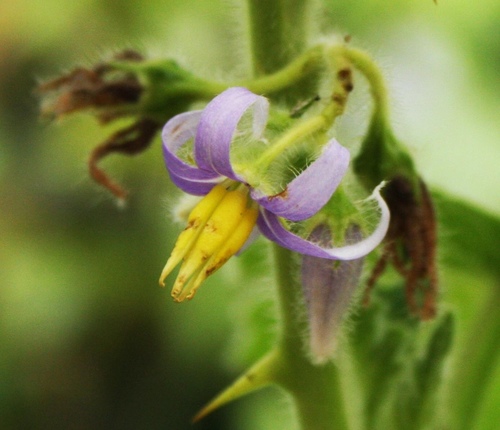 Nipplefruit (Solanum mammosum)