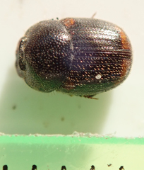 Onthophagus quadrimaculatus