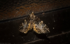 Chrysolarentia phaedra