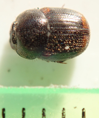 Onthophagus quadrimaculatus