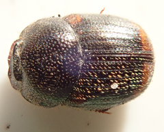 Onthophagus quadrimaculatus