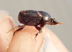 Onthophagus quadrimaculatus