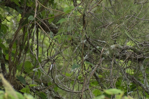 Green-fronted Hummingbird (Ramosomyia viridifrons), photo 10