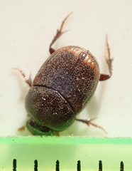 Onthophagus quadrimaculatus