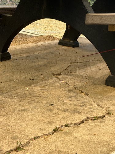 iNaturalist observation photo of Western Fence Lizard