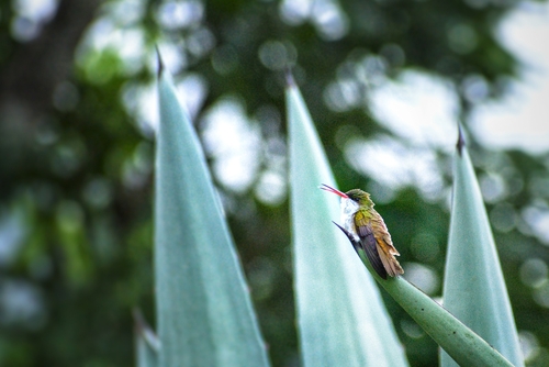 Green-fronted Hummingbird (Ramosomyia viridifrons), photo 6