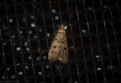 Anaptilora eremias