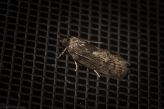 Philobota polypenthes