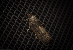 Philobota polypenthes