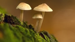 Mycena