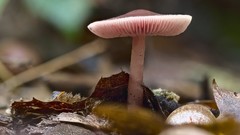 Mycena