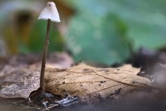 Mycena