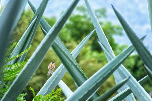 Black-chested Sparrow (Peucaea humeralis), photo 3