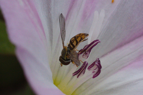 Unknown species found near Gillette, WY, USA