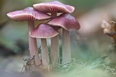 Mycena