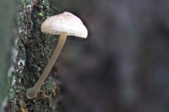 Mycena