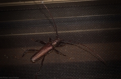 Xystrocera virescens