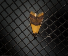 Hapaloteucha polemistis