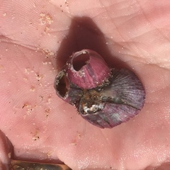 Megabalanus
