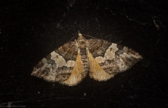 Chrysolarentia phaedra