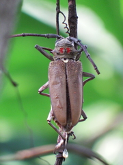 Batocera numitor