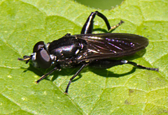 Chalcosyrphus chalybeus