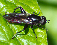 Chalcosyrphus piger
