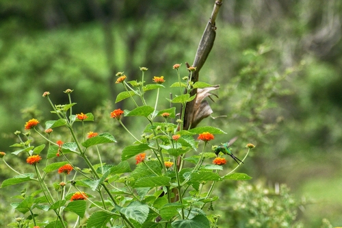 Golden-crowned Emerald (Cynanthus auriceps), photo 8