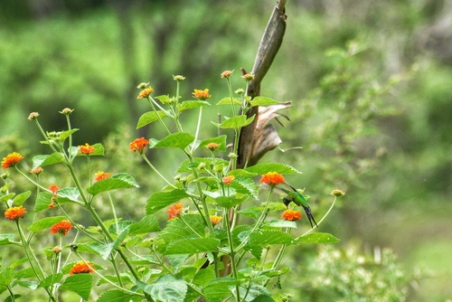 Golden-crowned Emerald (Cynanthus auriceps), photo 9