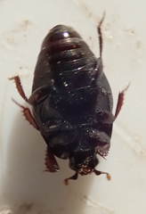 Saprininae
