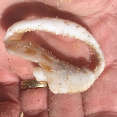 Phalium areola