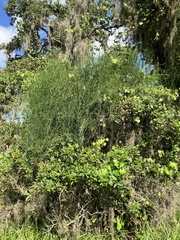 Orthosia scoparia