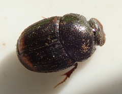 Onthophagus quadrimaculatus