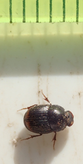 Onthophagus quadrimaculatus