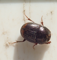 Onthophagus quadrimaculatus