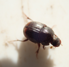 Onthophagus quadrimaculatus