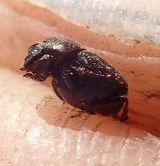 Onthophagus quadrimaculatus