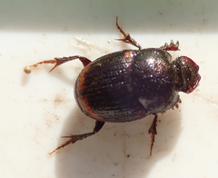 Onthophagus quadrimaculatus