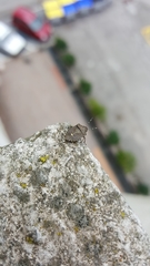 Holcostethus albipes