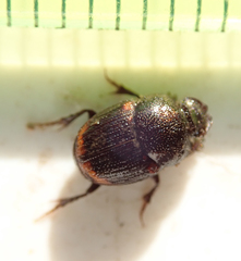Onthophagus quadrimaculatus