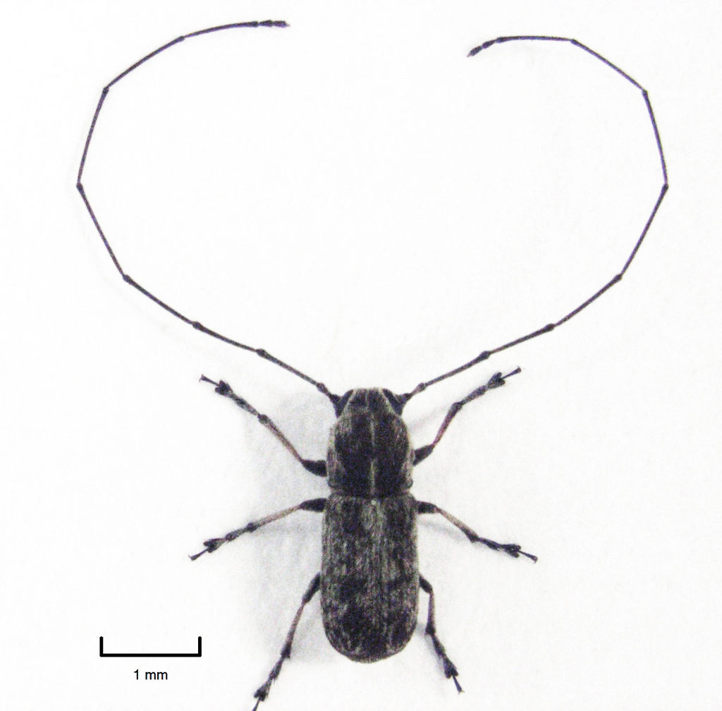 Grass Stem Anthribid