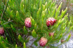 Protea nana